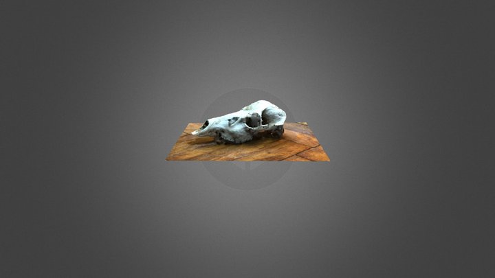 佐々木撮影シカメス頭骨 3D Model