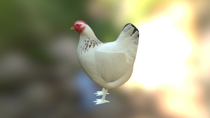White Chicken 3D Model