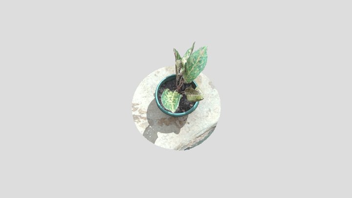3D Modeling Potted Plants 3D Model