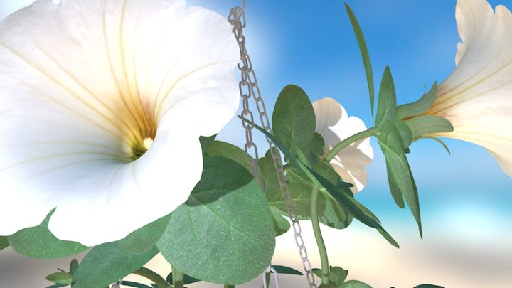 Flowers Petunia White 3D Model