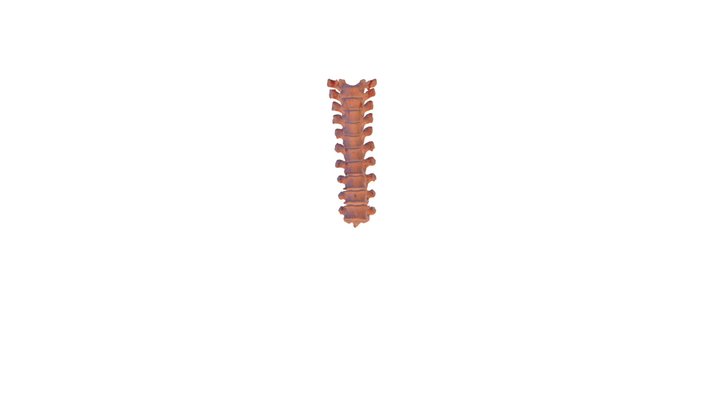 Spine 3D Model