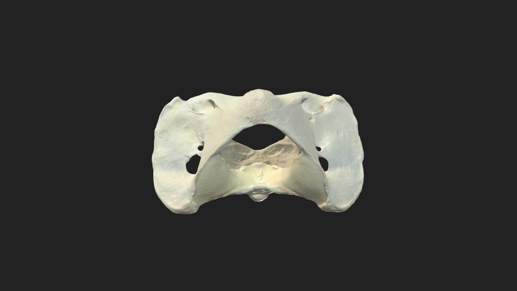 the vertebrae - A 3D model collection by Venus4 - Sketchfab