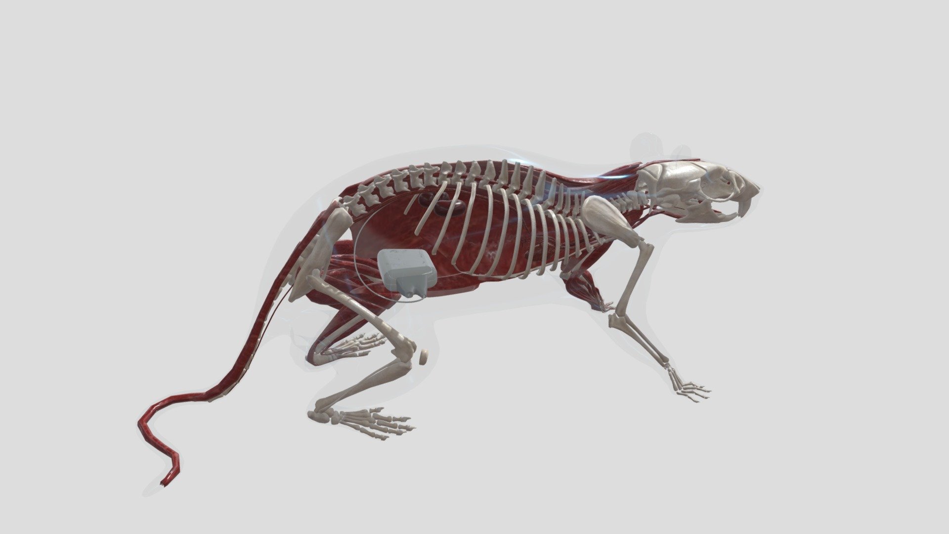BP Aorta — Sketchfab embed 3D viewer