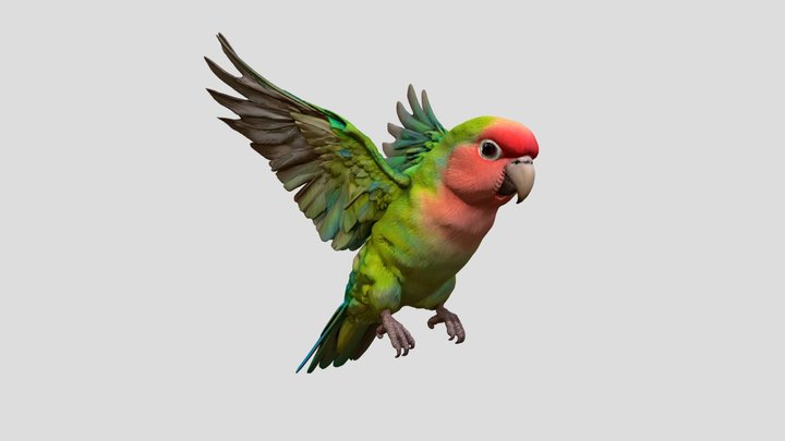 Parrot bird