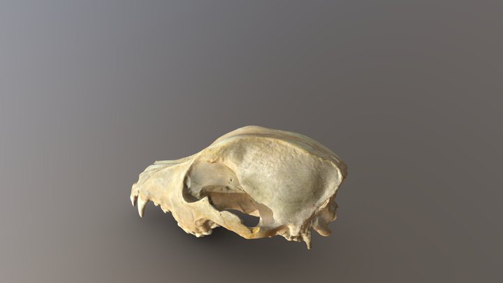 A dogs skull from Africa 3D Model