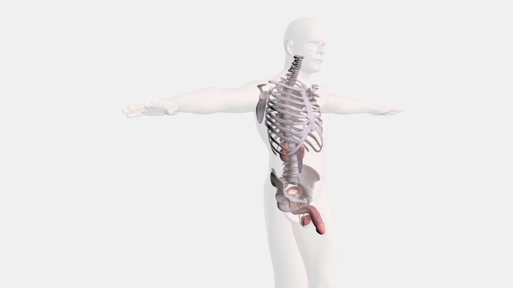 Тестовая модель 3D Model