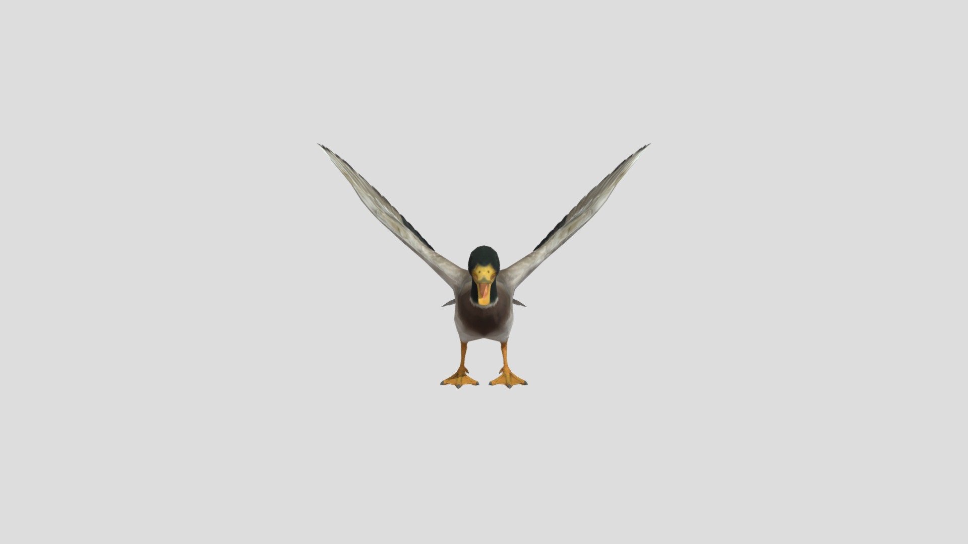 Duck