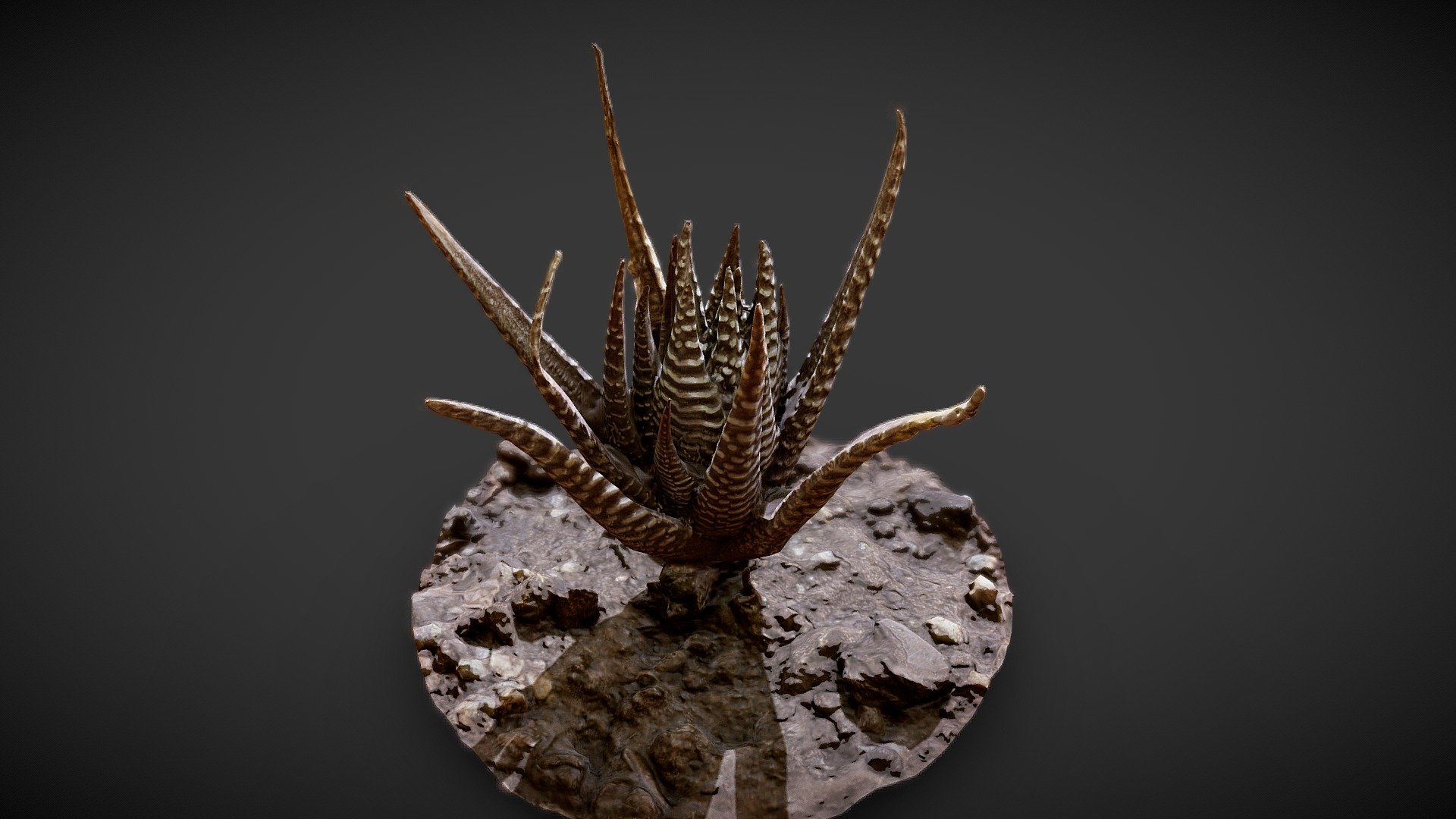 Small Catus — Sketchfab embed 3D viewer