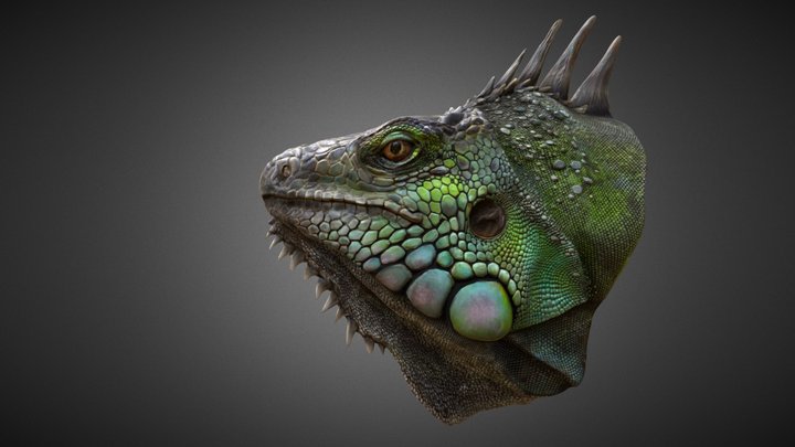 Iguana head 3D Model