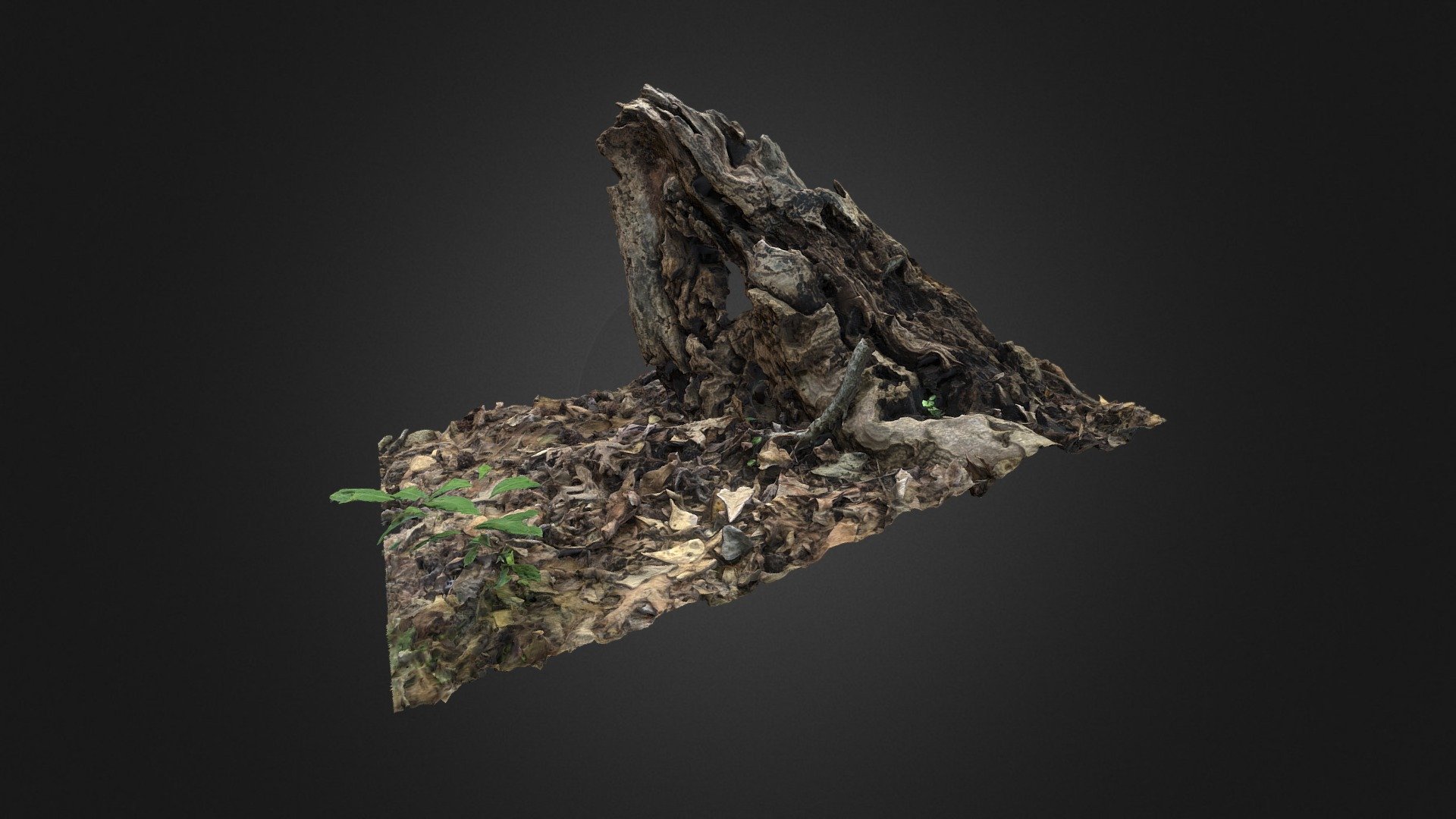 Photogrammetry Nature Scene