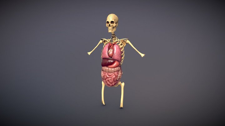 Human Organs 3D Model