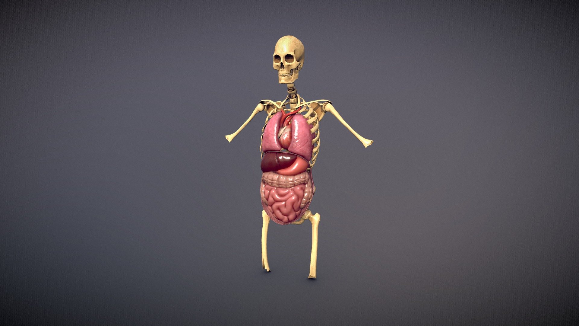 Human Organs