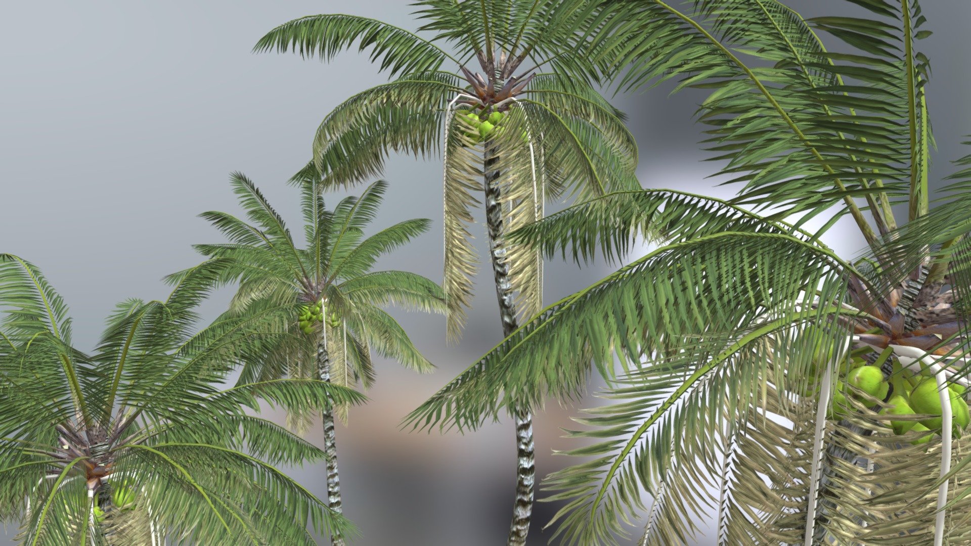 Four Coconut Palm Straight Long Bark - Buy Royalty Free 3D model by ...