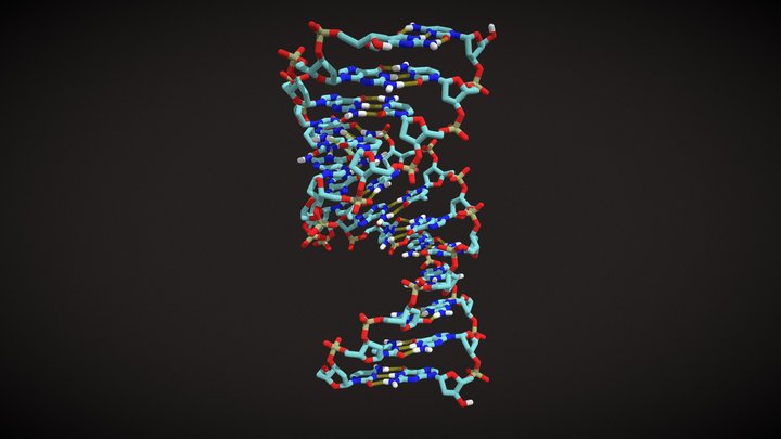 A-DNA, stick model 3D Model