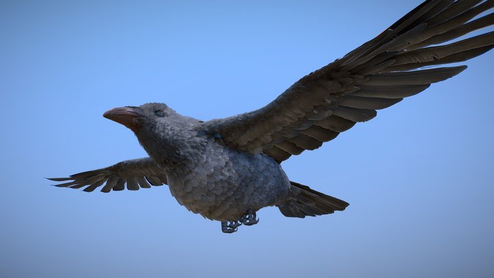 Realistic Raven - Crow 3D Model