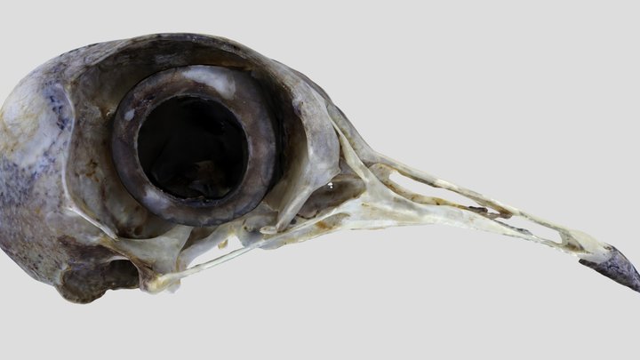 UWYMV:Bird:6021, Streptophlia decaccto, Crania