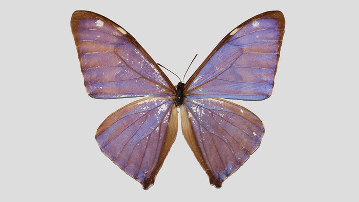 YPM ENT.416974 Butterfly, Morpho aega – Kostenloses 3D-Modell STL
