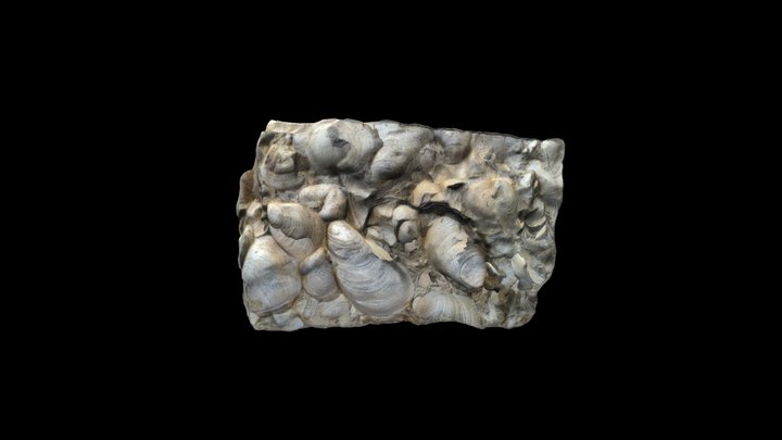#97-2-26, Buchia tomlatchowi and uncitoides 3D Model