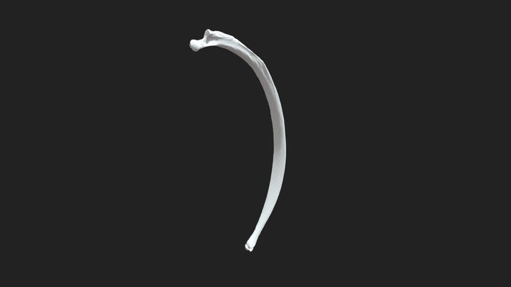 8th sternal rib (costa sternalis) donkey – Modèle 3D gratuit STL