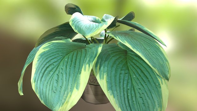Plant 07 3D Model