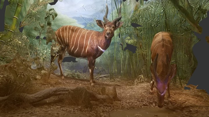 Striped Deer (Bongo) 3D Model