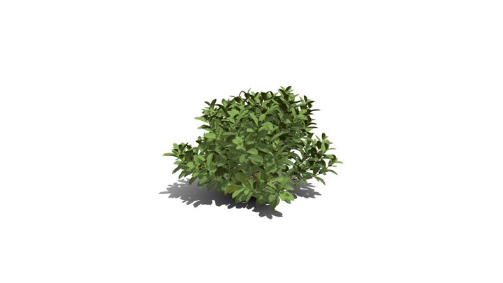 Realistic HD Chinese jungle geranium (7/10) 3D Model