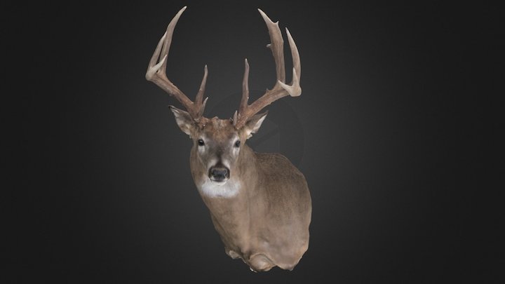 Chad Becker Whitetail 3D Model