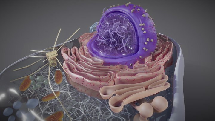 Eukaryotic cell cross-section 3D Model