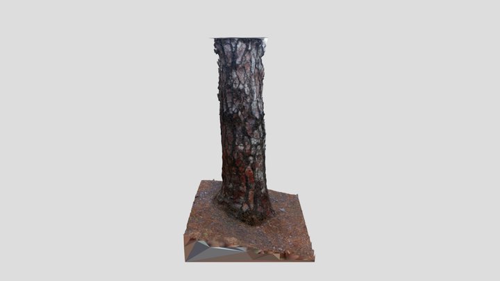 Pino_las_raices 3D Model