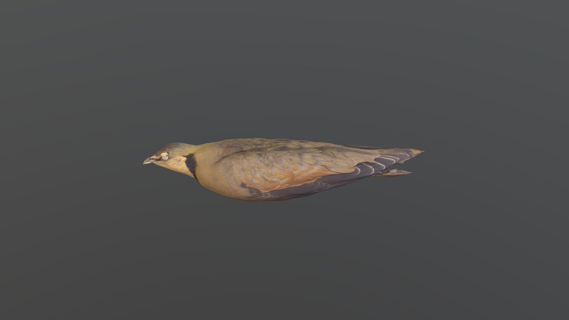 Yellow-throated Sandgrouse - P. gutturalis