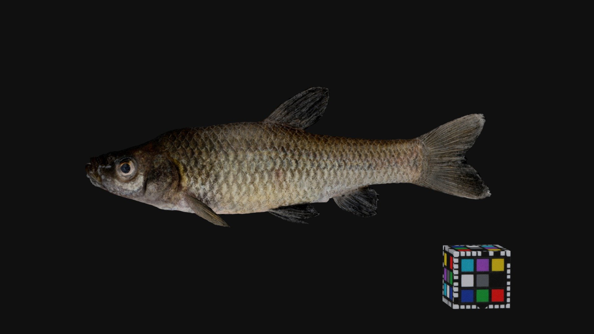 シナイモツゴ ♂ Topmouth Gudgeon, Pseudorasbora pumila
