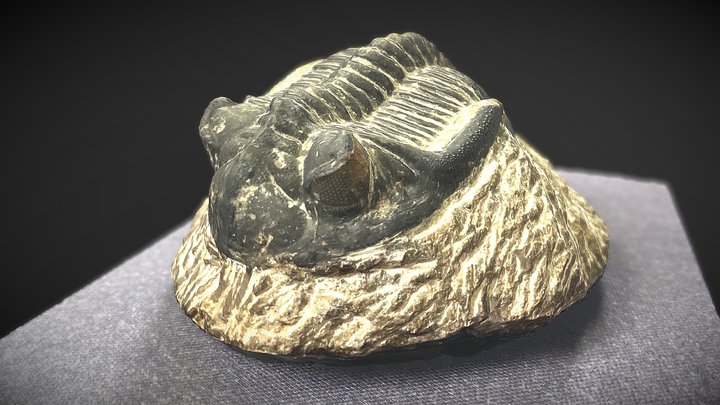 Asaphus Trilobite Fossil 3D Model