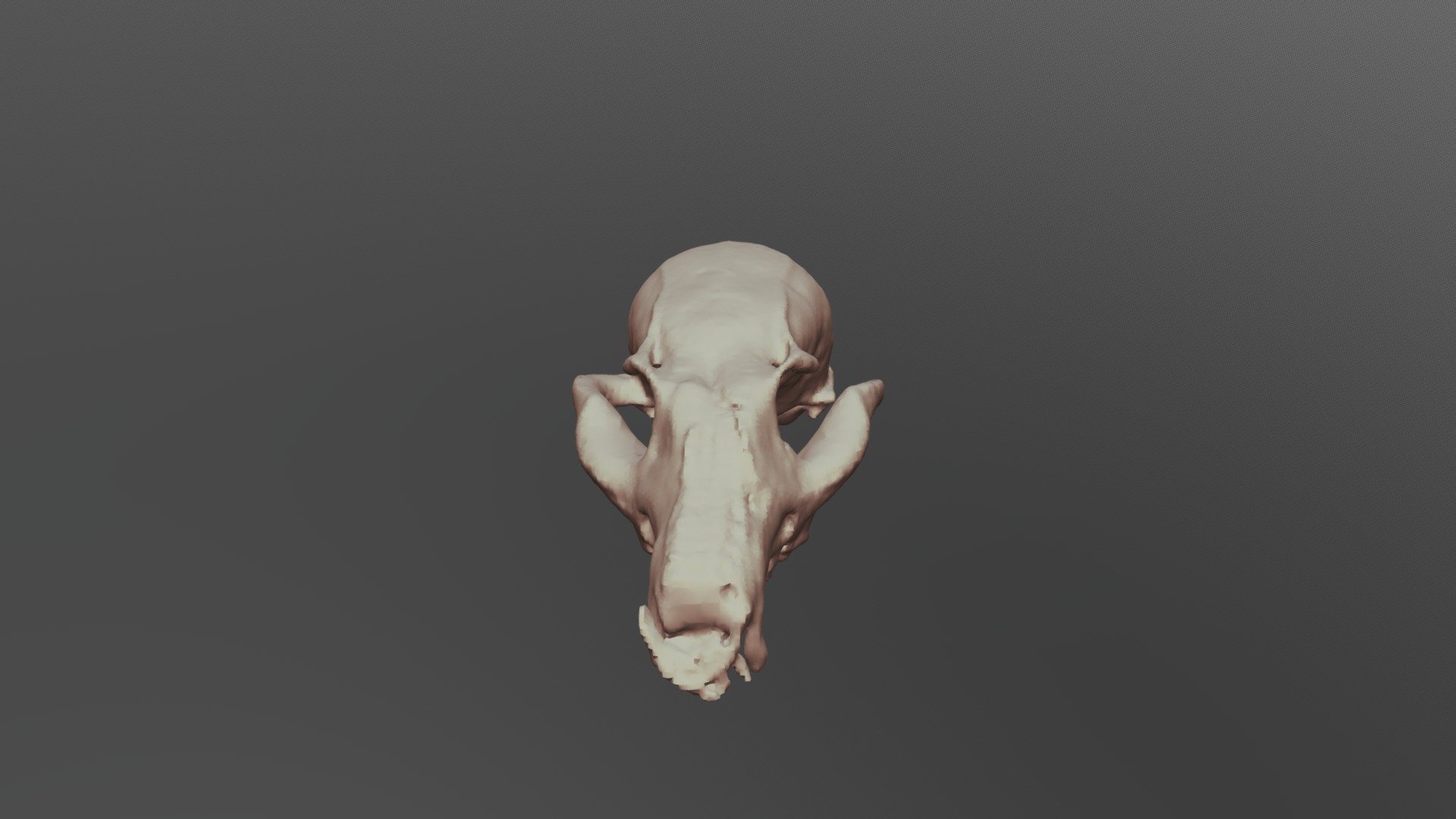 4D-Gray Fox Skull- Multi-BC1135