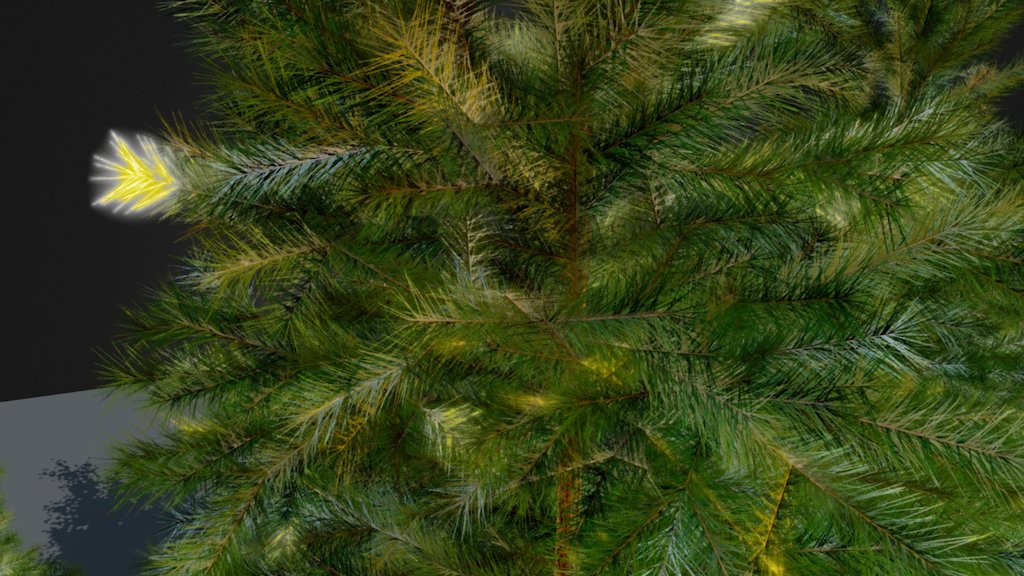 Spruce