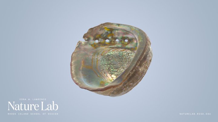 Abalone Shell