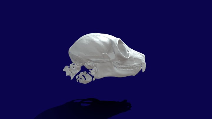 skull for vr 3 3D Model
