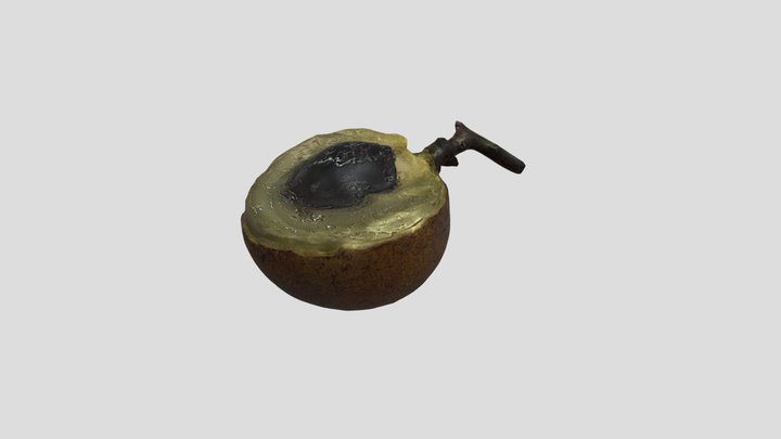 Nửa trái nhãn 3D Model
