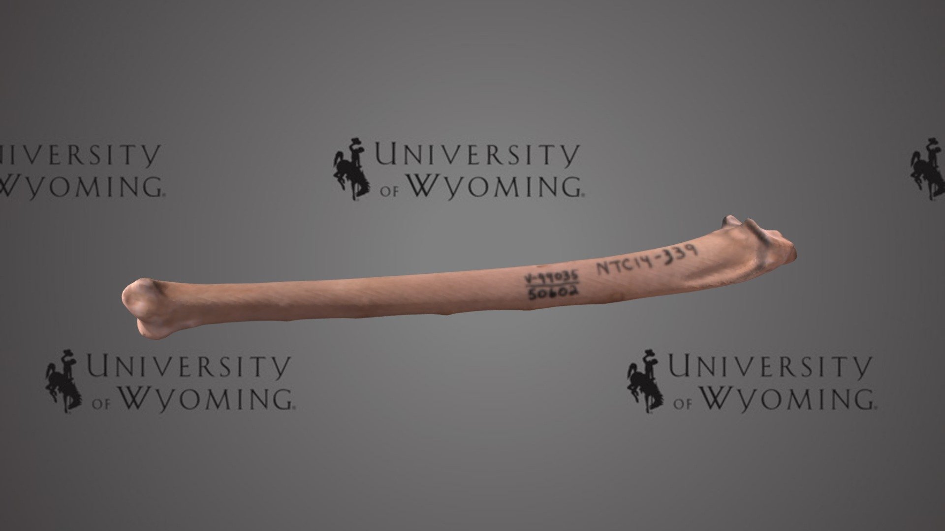 UW 50602 - Aves, Right Ulna