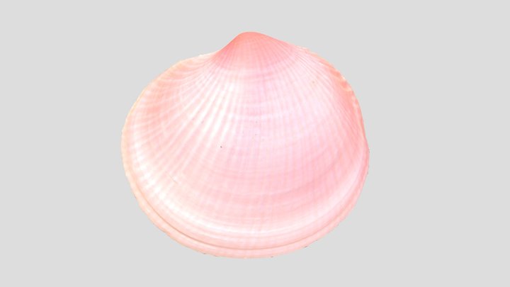 ヒメツキガイ/ Epicodakia bella 3D Model