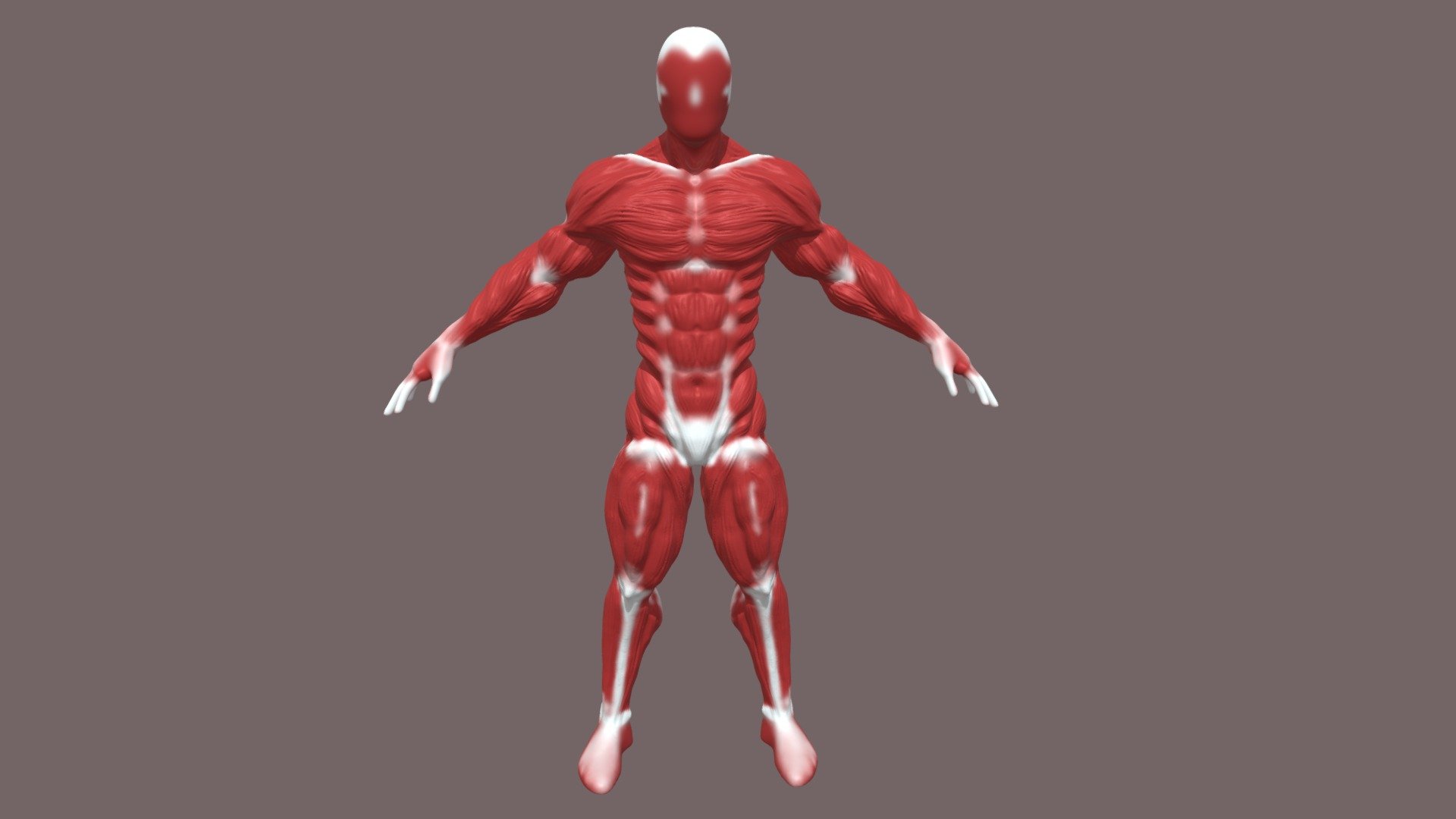2283 AYDOGDU Sule - écorché - anatomy