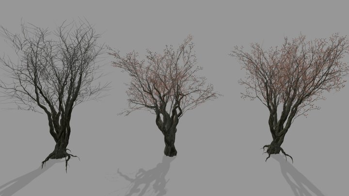 3 English Oak Set (Quercus Robur) *Updated 3D Model