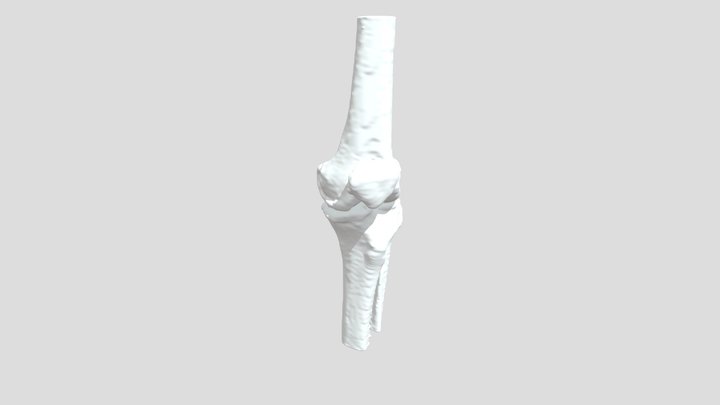 Segmentation Kam Pat Lt Bone 3D Model