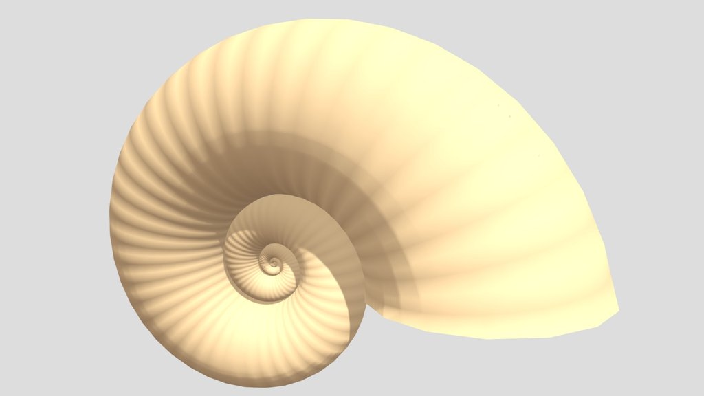 Ammonite Shell