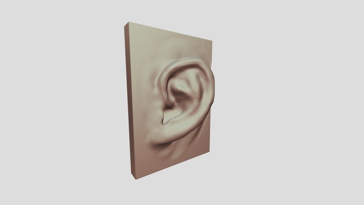 Ears - Study - 3 3D Model