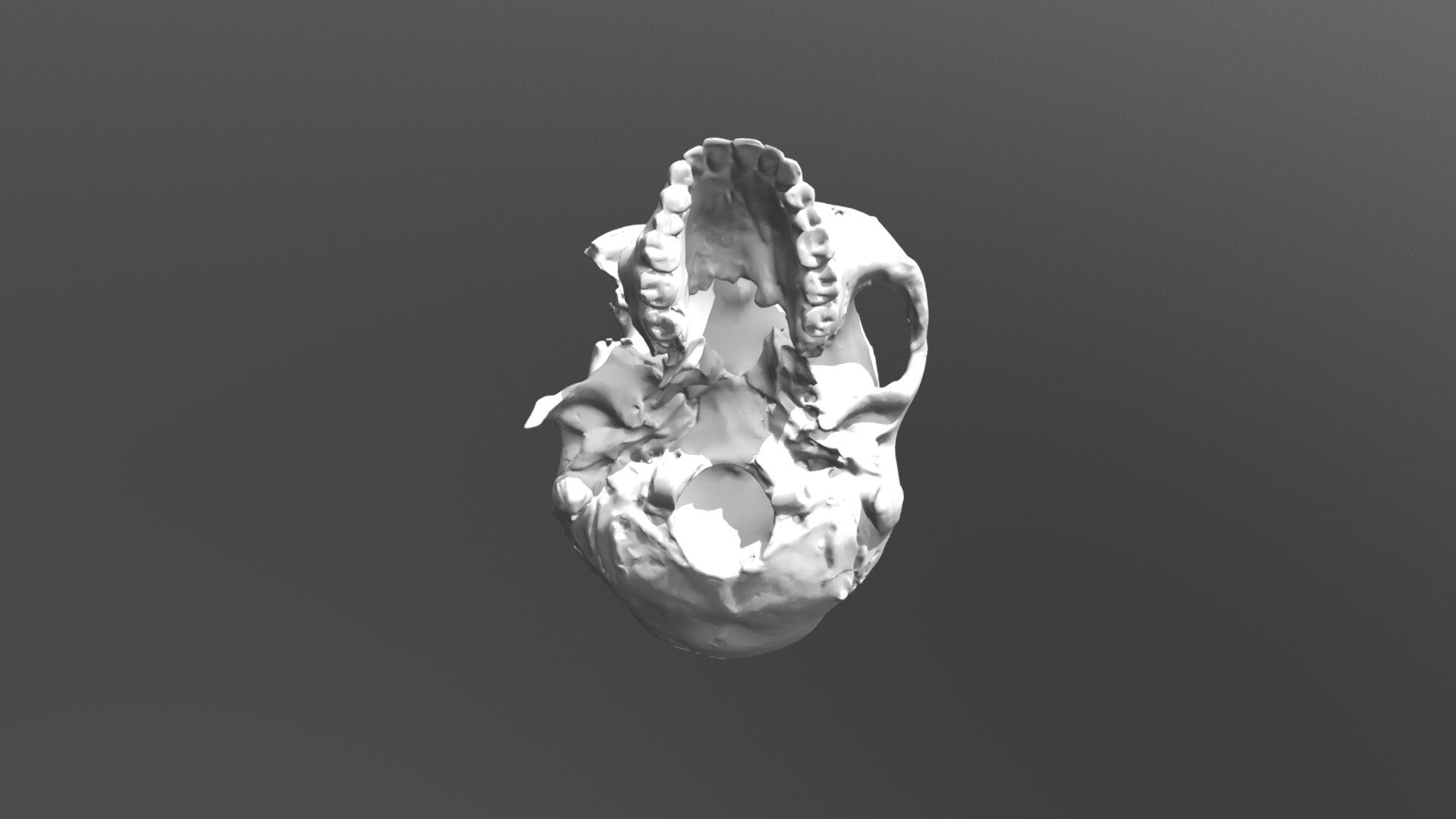 KNMER 5306A H Sapiens Cranium