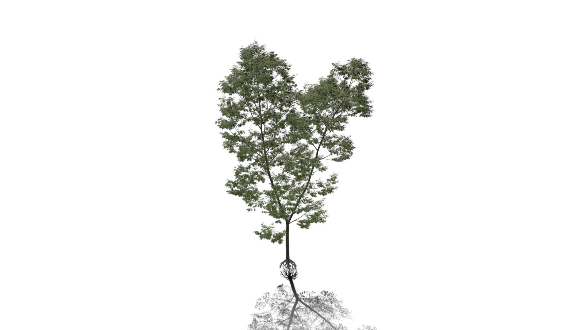 Realistic HD Northern red oak (62/138) — Sketchfab embed 3D viewer