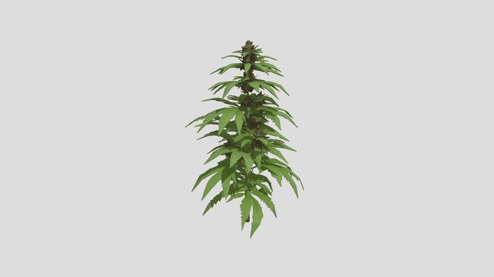 Marijuana Plant