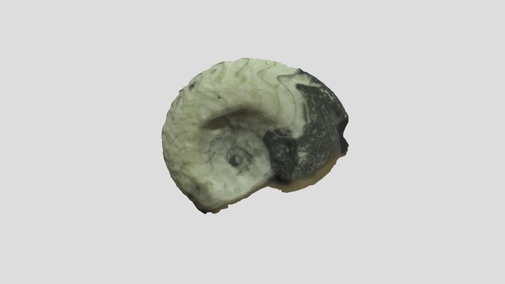Goniataito （ゴニアタイト） 3D Model