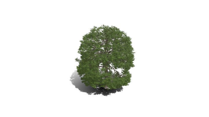 Realistic HD Red horse chestnut (29/30) 3D Model