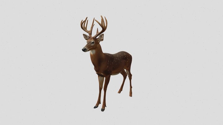 sika deer 3d model 3D Model